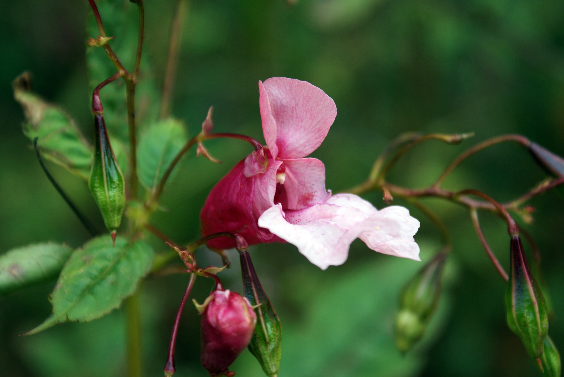 Fiore Impatiens